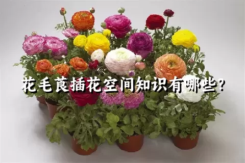 花毛莨插花空间知识有哪些？