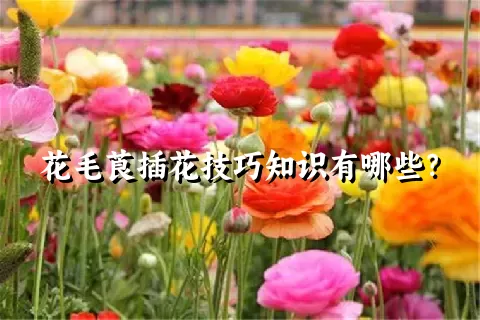 花毛莨插花技巧知识有哪些？