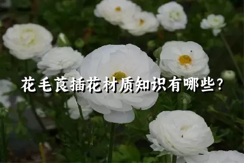 花毛莨插花材质知识有哪些？