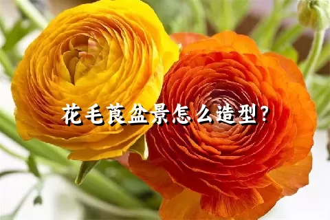 花毛莨盆景怎么造型？