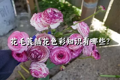 花毛莨插花色彩知识有哪些？