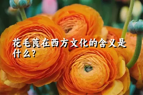 花毛莨在西方文化的含义是什么？