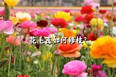 花毛莨如何修枝？