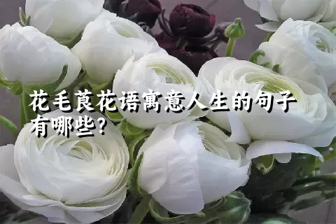 花毛莨花语寓意人生的句子有哪些？