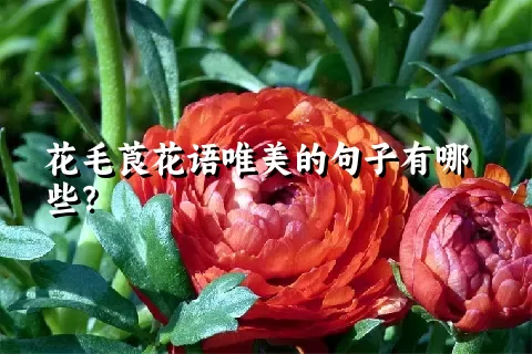 花毛莨花语唯美的句子有哪些？