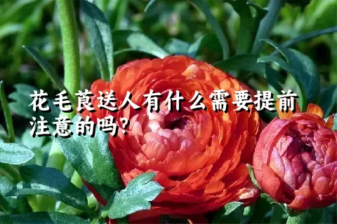 花毛莨送人有什么需要提前注意的吗？