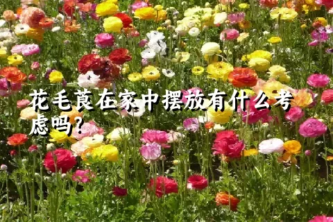 花毛莨在家中摆放有什么考虑吗？