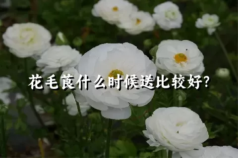 花毛莨什么时候送比较好？