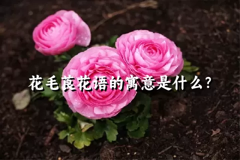 花毛莨花语的寓意是什么？