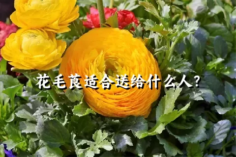 花毛莨适合送给什么人？