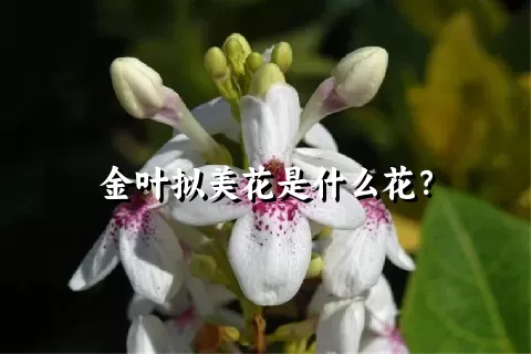 金叶拟美花是什么花？