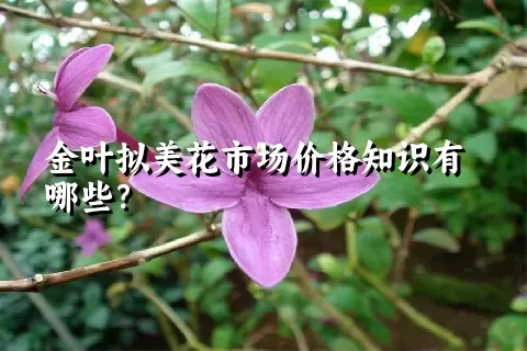 金叶拟美花市场价格知识有哪些？