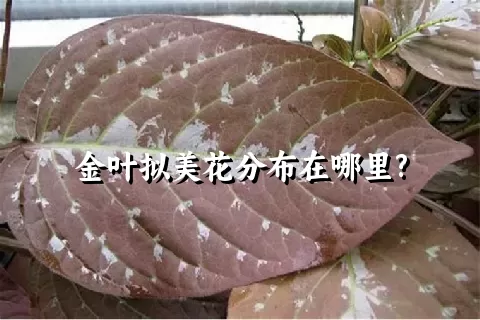 金叶拟美花分布在哪里?