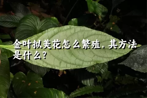 金叶拟美花怎么繁殖，其方法是什么？