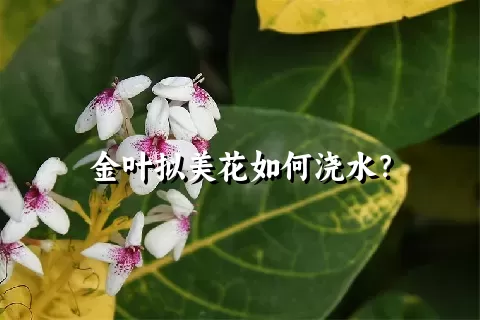 金叶拟美花如何浇水？