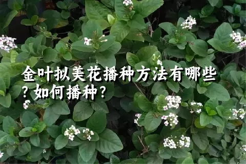 金叶拟美花播种方法有哪些？如何播种？