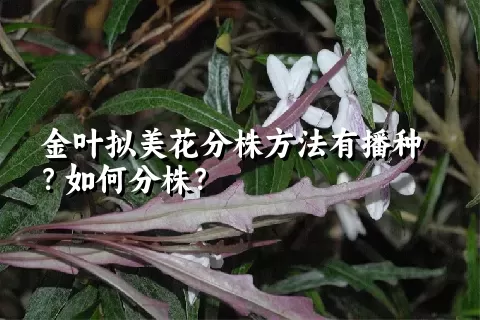 金叶拟美花分株方法有播种？如何分株？