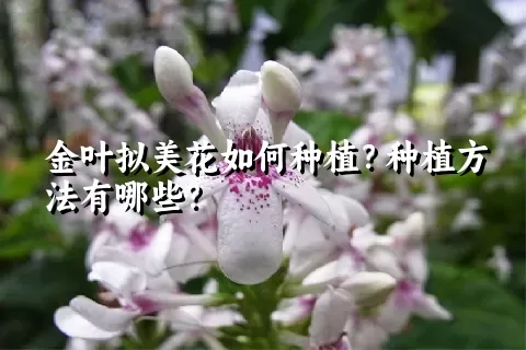 金叶拟美花如何种植？种植方法有哪些？