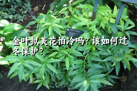 金叶拟美花怕冷吗？该如何过冬保护？