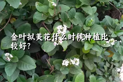 金叶拟美花什么时候种植比较好？