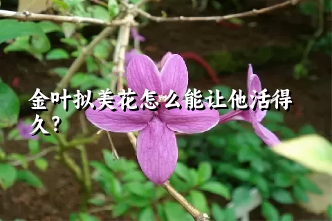 金叶拟美花怎么能让他活得久？