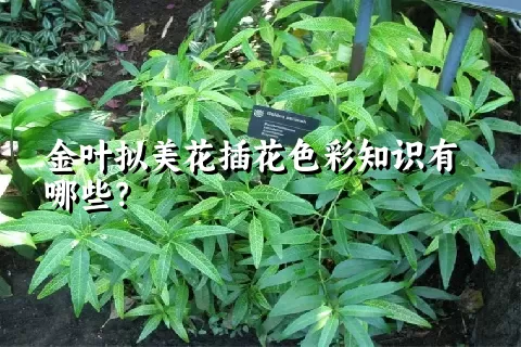 金叶拟美花插花色彩知识有哪些？