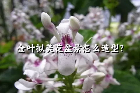 金叶拟美花盆景怎么造型？