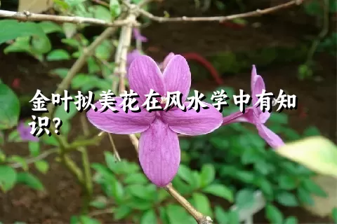 金叶拟美花在风水学中有知识？