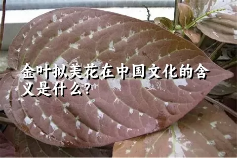 金叶拟美花在中国文化的含义是什么？