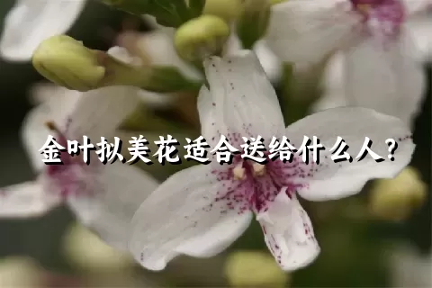 金叶拟美花适合送给什么人？