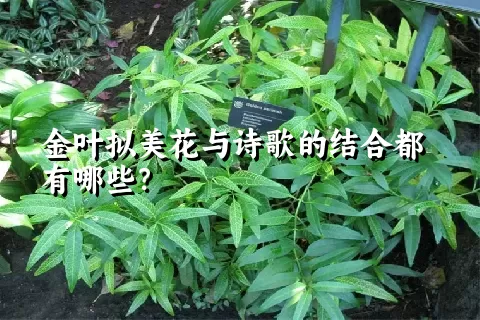 金叶拟美花与诗歌的结合都有哪些？