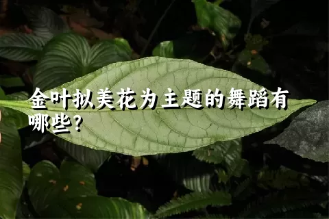 金叶拟美花为主题的舞蹈有哪些？