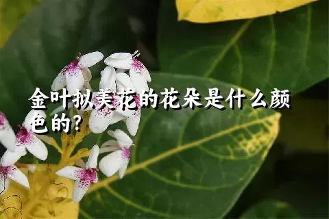 金叶拟美花的花朵是什么颜色的？