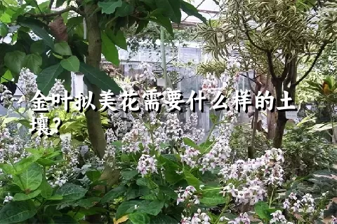 金叶拟美花需要什么样的土壤？