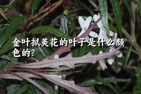 金叶拟美花的叶子是什么颜色的？