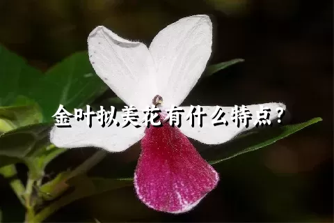 金叶拟美花有什么特点？