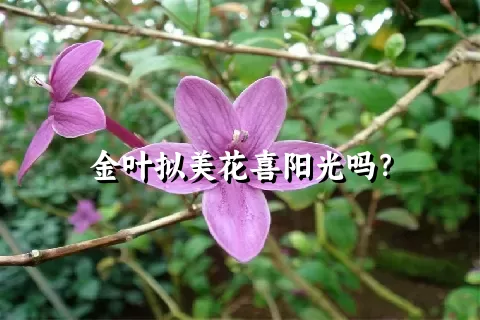 金叶拟美花喜阳光吗？