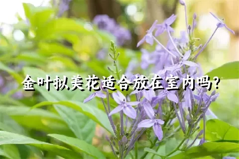 金叶拟美花适合放在室内吗？