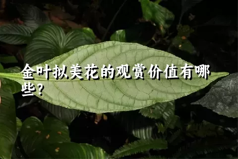 金叶拟美花的观赏价值有哪些？