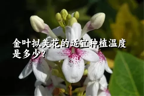 金叶拟美花的适宜种植温度是多少？