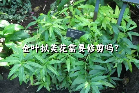 金叶拟美花需要修剪吗？