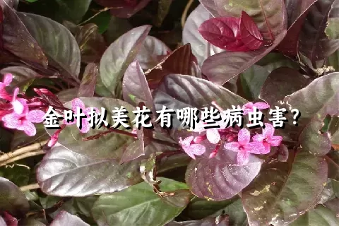 金叶拟美花有哪些病虫害？