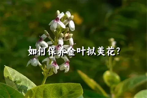 如何保养金叶拟美花？