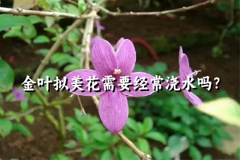 金叶拟美花需要经常浇水吗？