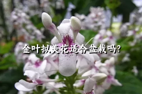 金叶拟美花适合盆栽吗？