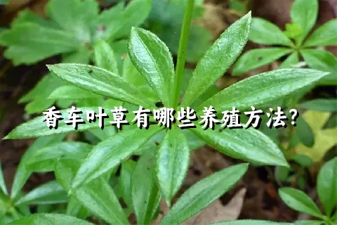 香车叶草有哪些养殖方法？