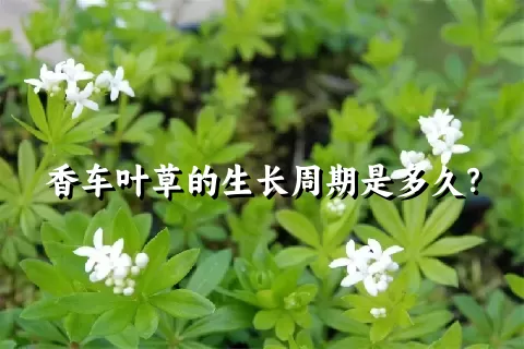 香车叶草的生长周期是多久？