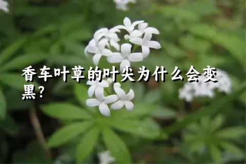 香车叶草的叶尖为什么会变黑？