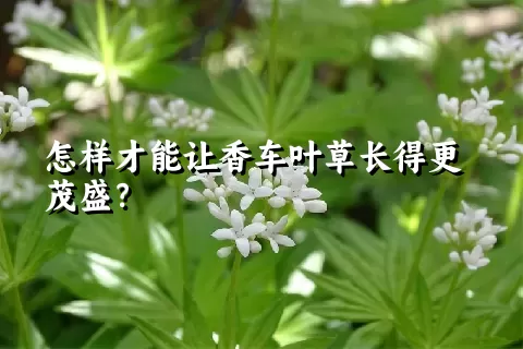 怎样才能让香车叶草长得更茂盛？