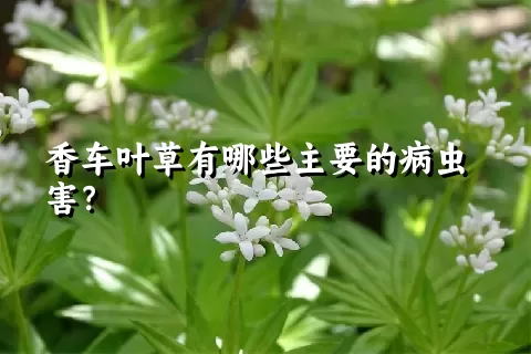 香车叶草有哪些主要的病虫害？